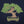 Bonsai Men's T-Shirt