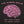 The Human Brain Women's T-Shirt